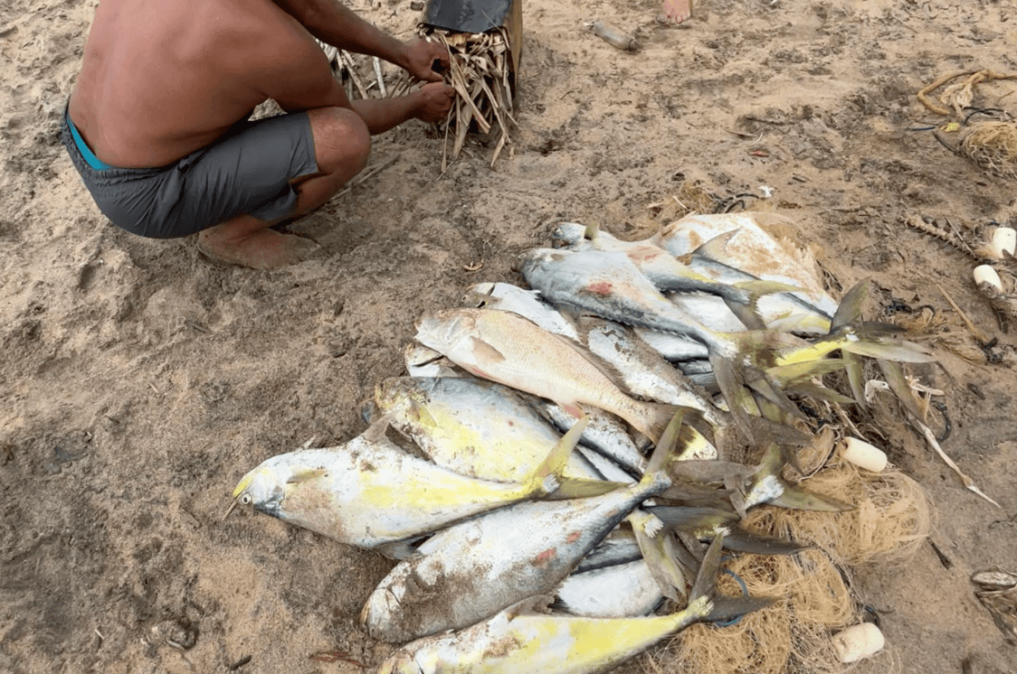 Peixes pescados na rede